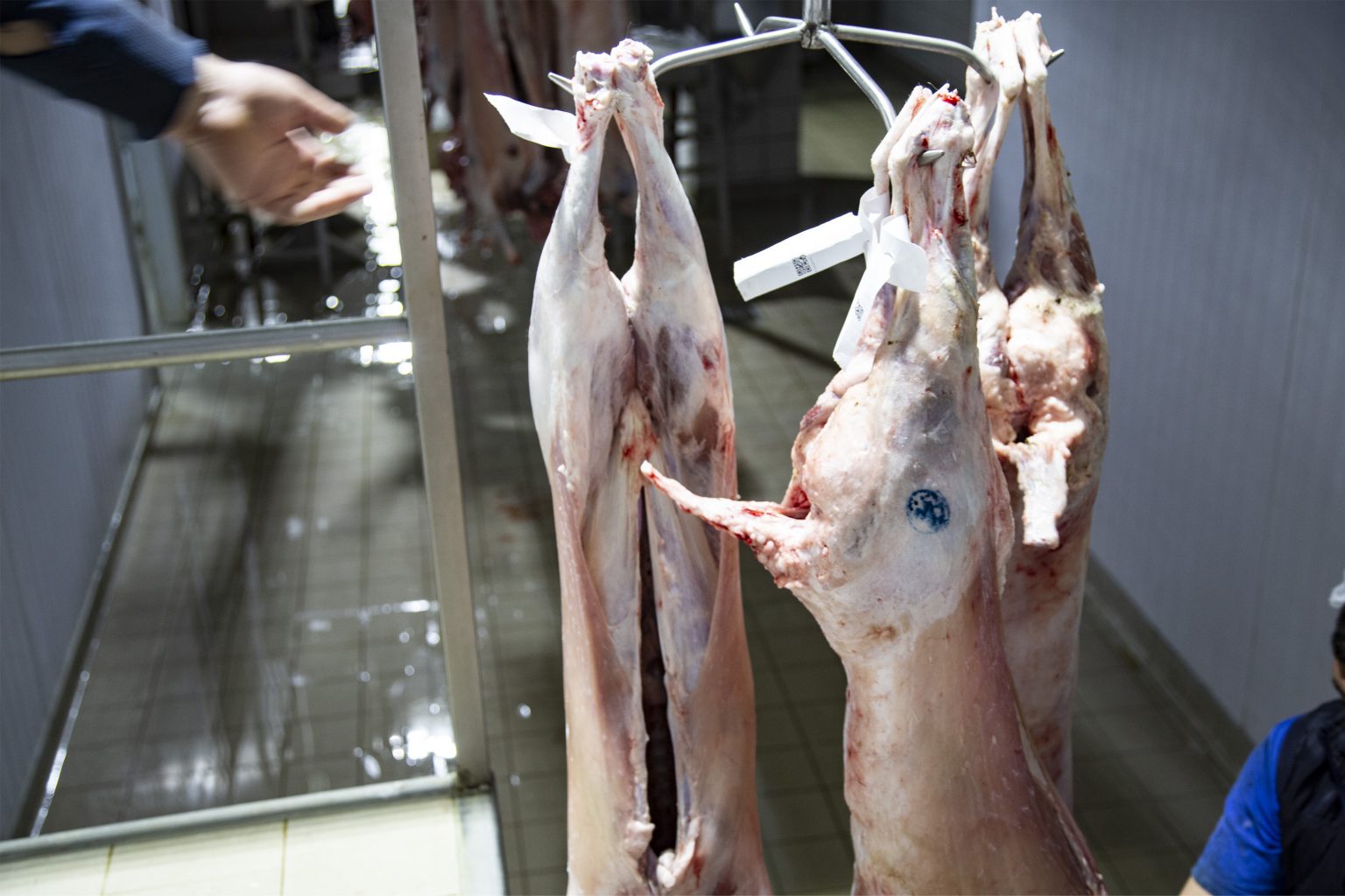 Balıkesir Kuzu Eti Güvenli Gıda Zinciri Projesi KUZUM BENİM