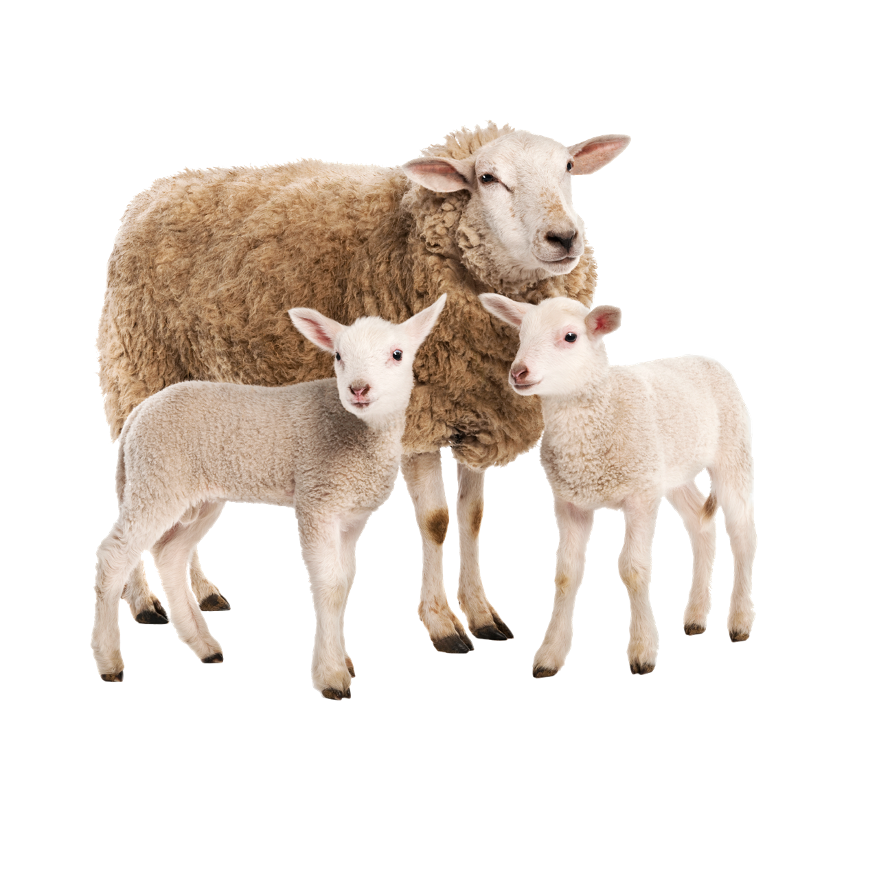 sheep-png-1280x1280_63d1a1ea